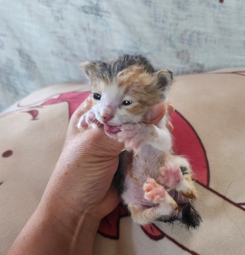 울산유기동물보호센터_431372202300179